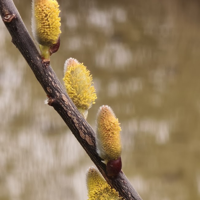 Détail de fleur